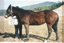 ��� (DAMNYEOK) ����