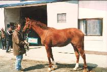 �ƹ� (AMI) ����