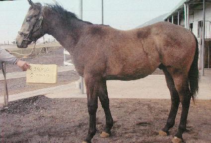 �������̾�Ʈ ����