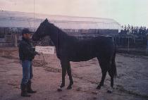 �������� (SEONBONG JEIL) ����