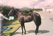 �߽��� (SSAENGSSAENGHAN) ����