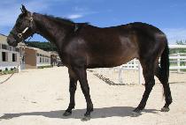 �ؿ����� (HAEOREUMDAL) ����