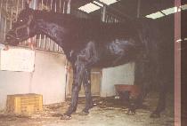 ���� (OHAENG) ����