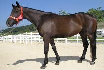 �������¾� (NAEIREUN TAEYANG) ����