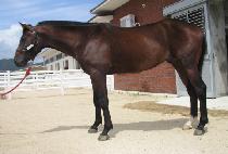 ������ (ODONGDO) ����