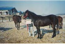 �Ҹ��� (BULMAEHYANG) ����