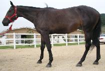 ����õ�� (YEOGUN CHEONHA) ����