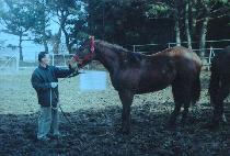 ����ȭ (DANGDAE SINHWA) ����