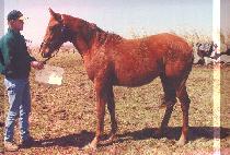 ���� (SAMDAEYANG) ����