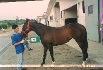 ��ٺ��丮�� (VIVAVICTORIA) ����