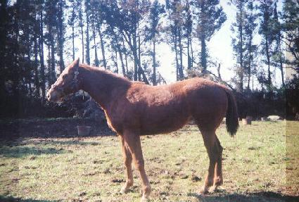 �ݺ���ǳ ����