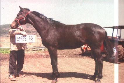 ��� ����