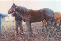 �������� (ELEGANCE) ����