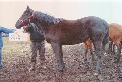 �������� ����