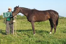 ���� (BOMBYEOT) ����