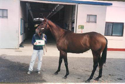 ���� ����