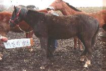 ������ (CHAMEUTTEUM) ����