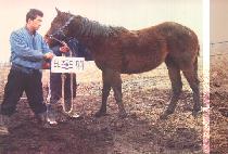 �ʹ����ƾ (TOURNEYS MOUNTAIN) ����