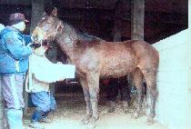 Ƽ���� (TIMUR) ����