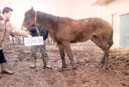 ���� ����