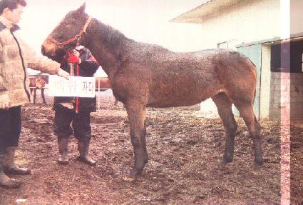 ��ȣ�� ����