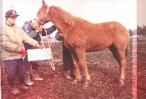 ����� (DAEHAENGSU) ����