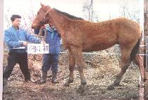 ������ (TTAREURA) ����