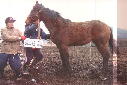 ������ ����