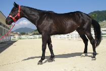 Ȳ�ɻ� (HWANGNYEONGSAN) ����