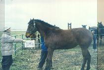 ��ġ���� (MUCH BROWN) ����