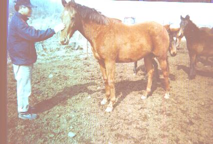 ����� ����