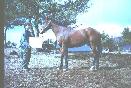 ��Ȳ�� ����