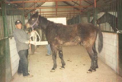 ���Ű ����