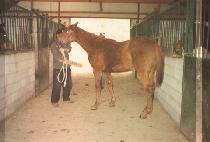 ����Ĺ (SUPER CAT) ����