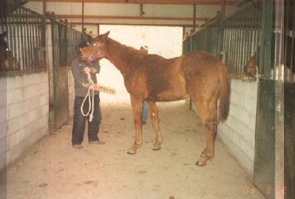 ����Ĺ ����