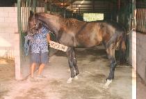 �Ƹ��Ƹ� (ARIARI) ����