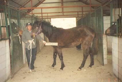 ��ī������ ����