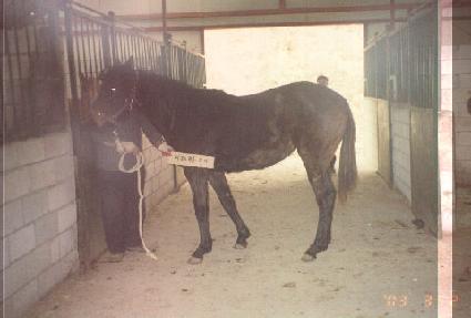 ������Ʈ ����