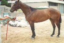 ������ (GABOGE) ����