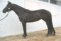 �ǾӼ� (FIANCE) ����