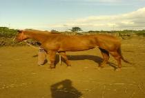 ������� (NOKSAEKYEONGUNG) ����