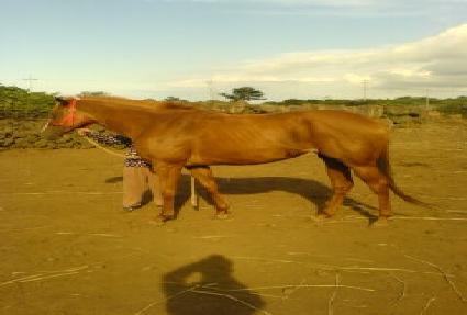 ������� ����