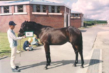 �ϴüҸ� ����