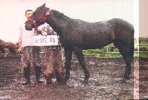 ���ϵ���ġ (WILD PUNCH) ����