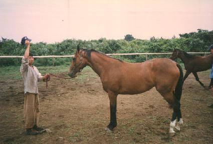 Ʈ�������� ����