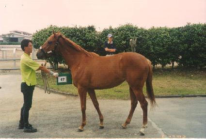 ������ ����