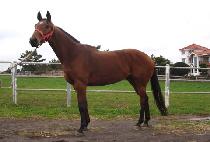 �糪 (LUNA) ����