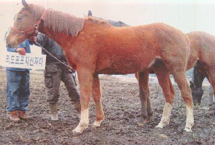 �̷����� ����