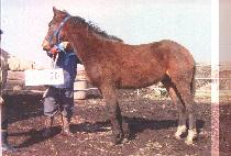 �Ʒθ� (AROMA) ����