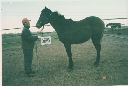 ��Ǫ�� ����